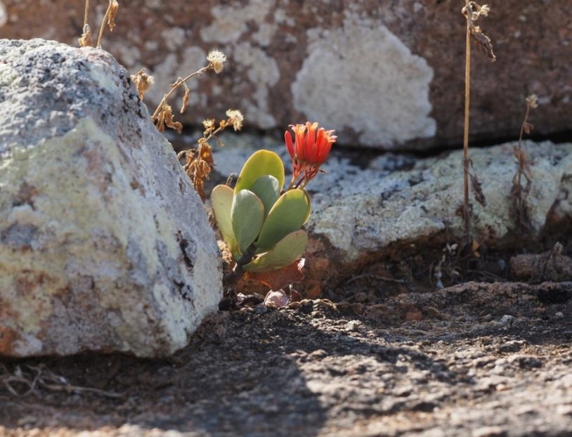  - Kalanchoe Farinacea