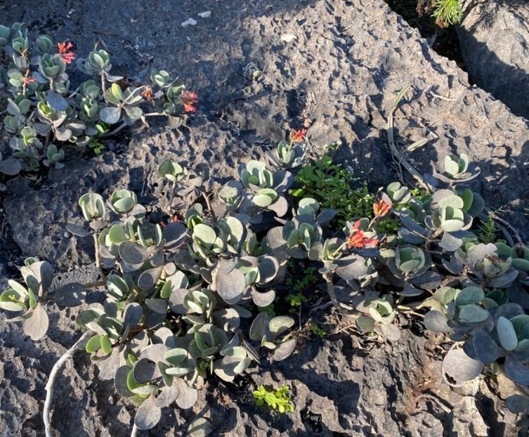  - Kalanchoe Farinacea