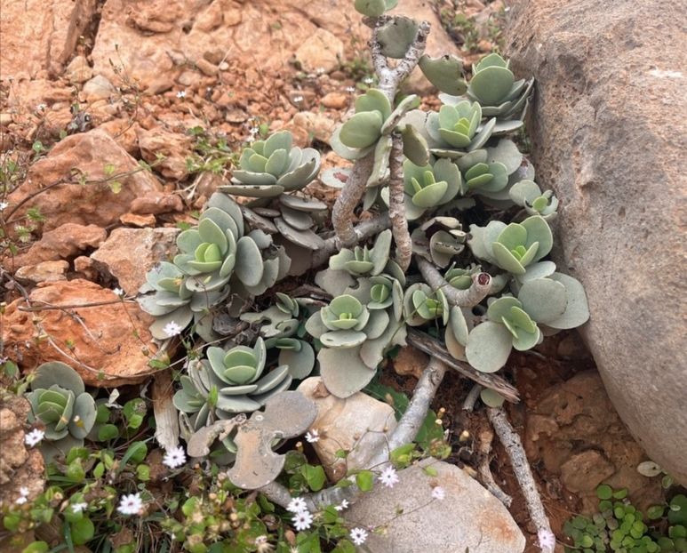  - Kalanchoe Farinacea