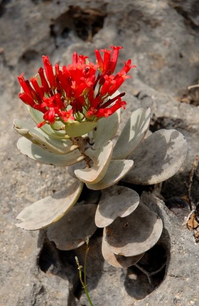  - Kalanchoe Farinacea