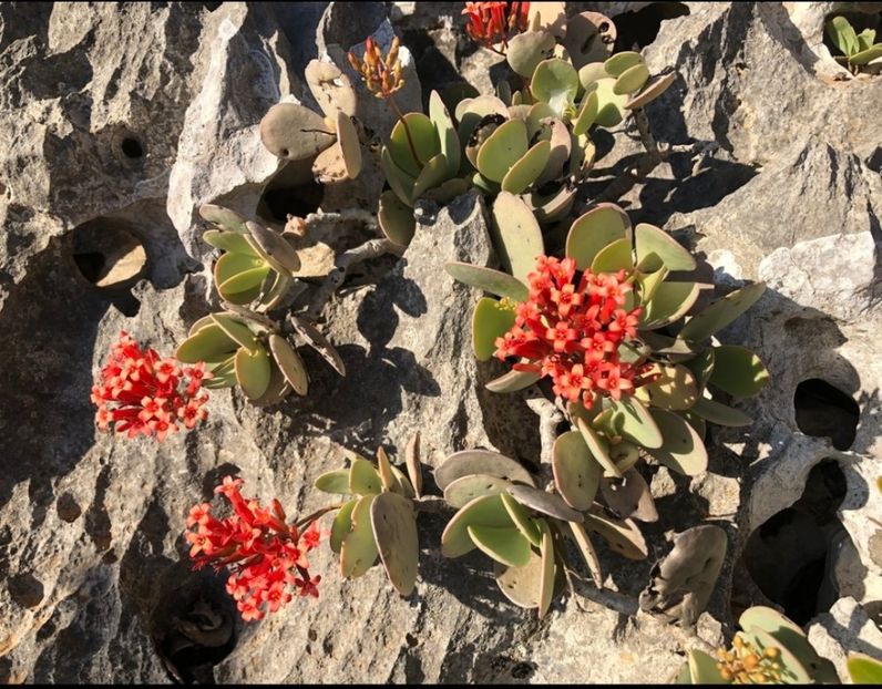  - Kalanchoe Farinacea