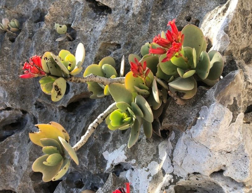  - Kalanchoe Farinacea