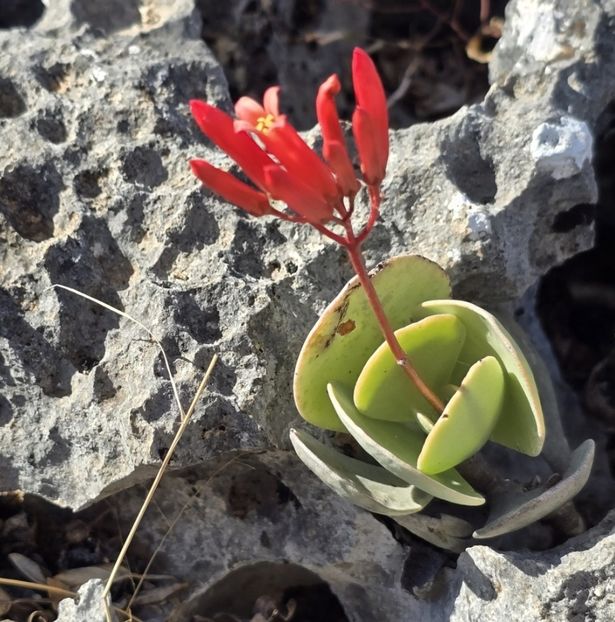  - Kalanchoe Farinacea