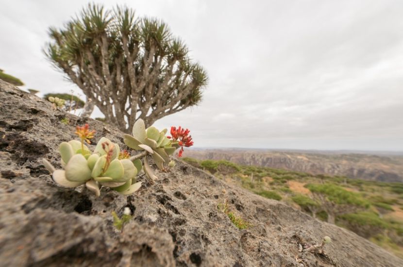  - Kalanchoe Farinacea