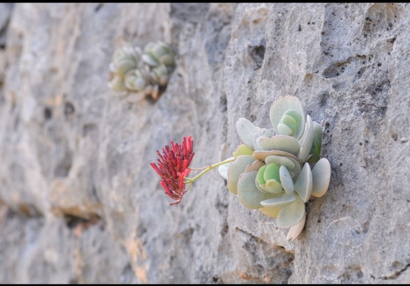  - Kalanchoe Farinacea