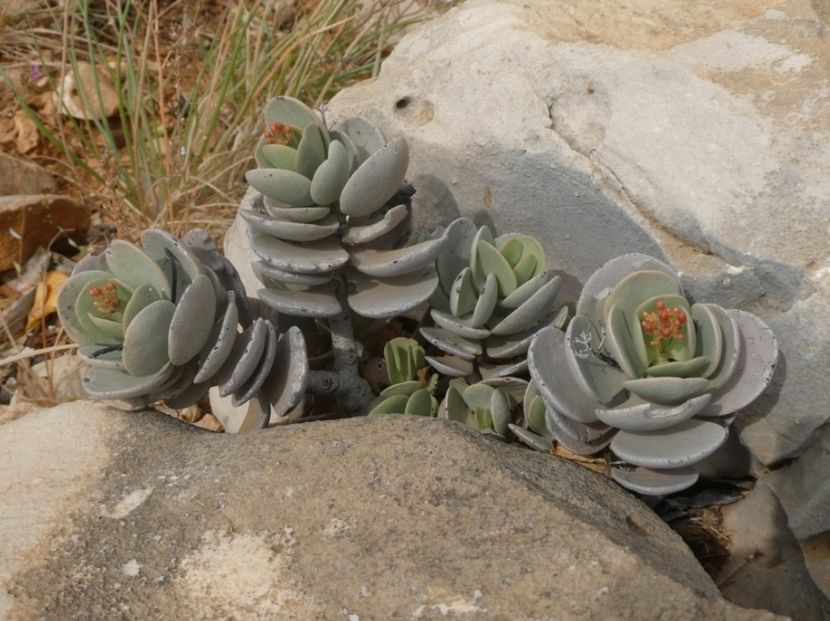  - Kalanchoe Farinacea