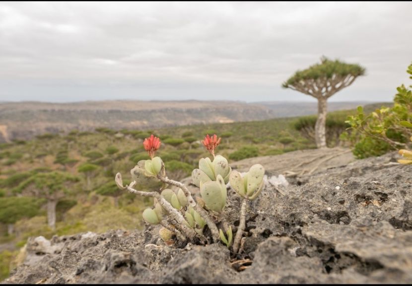 - Kalanchoe Farinacea