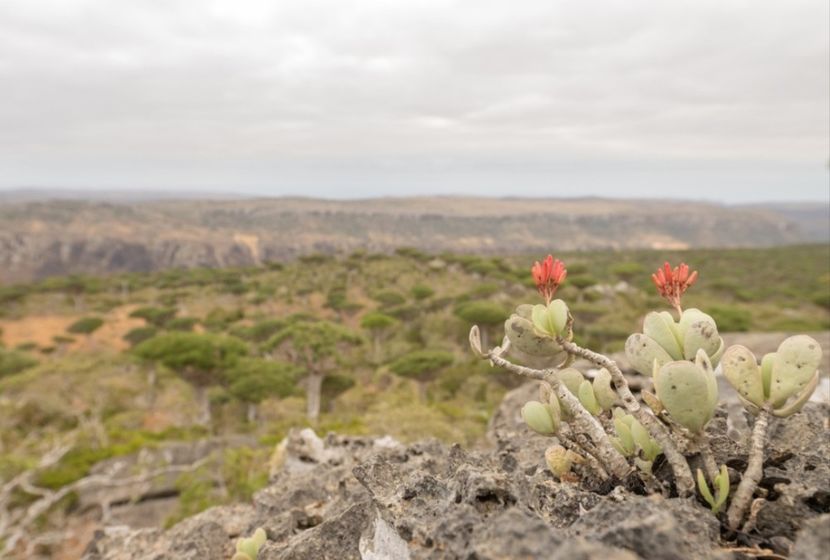  - Kalanchoe Farinacea