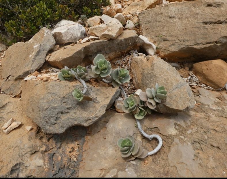  - Kalanchoe Farinacea