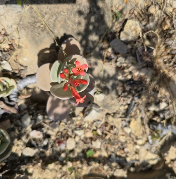  - Kalanchoe Farinacea
