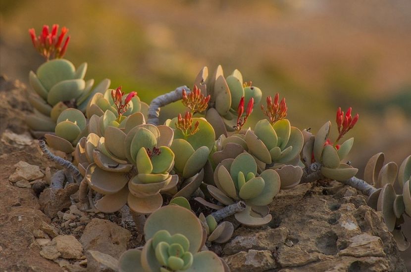  - Kalanchoe Farinacea