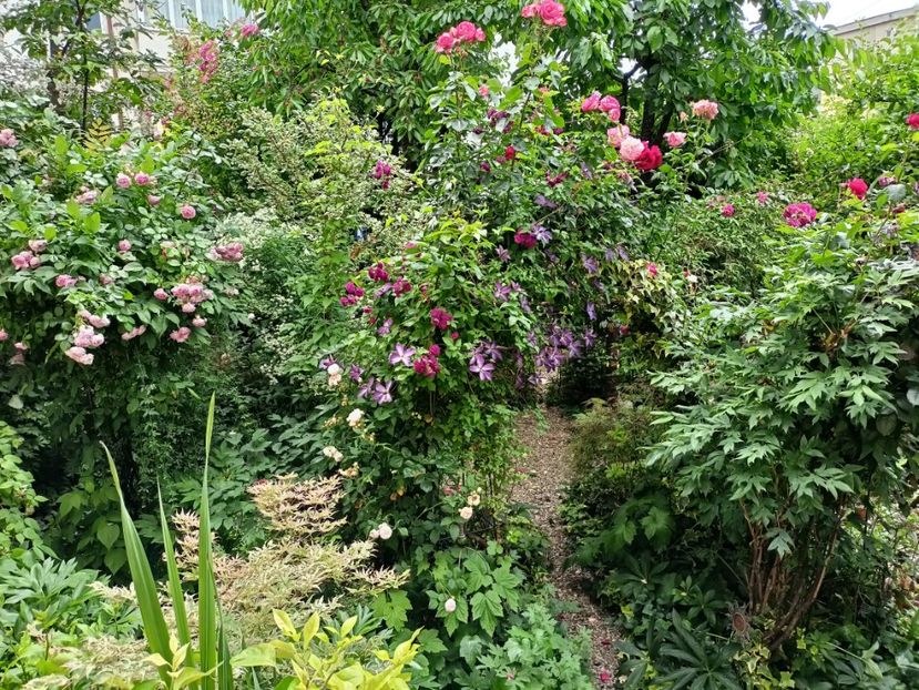  - Grădina 2024 continuare 3