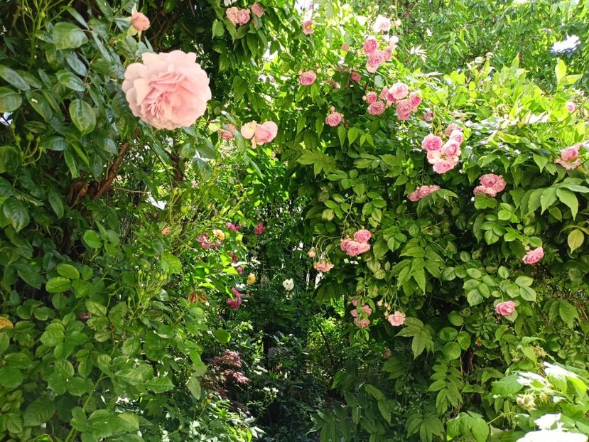  - Grădina 2024 continuare 3