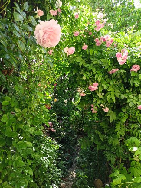  - Grădina 2024 continuare 3