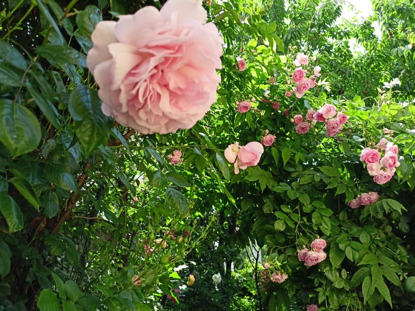 Princess Alexandra of Kent și Jasmina - Grădina 2024 continuare 3