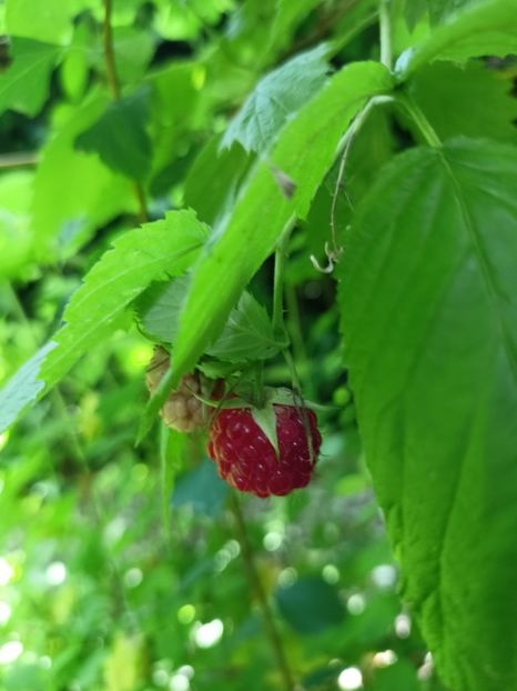 prima zmeurică - Grădina 2024 continuare 3