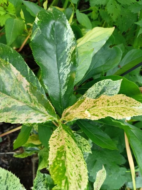 Photinia serratifolia "Pink Crispy" - Grădina 2024 continuare 3