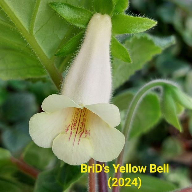 Img.2024.05.24 - Sinningia din semințe hibrizi Dna Dietze 2024