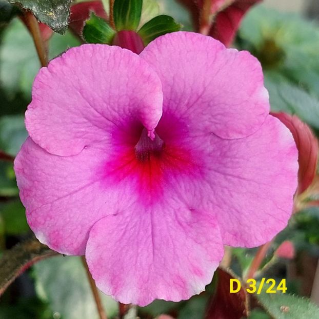 Img.2024.05.24 - Achi din semințe BriDs 2024