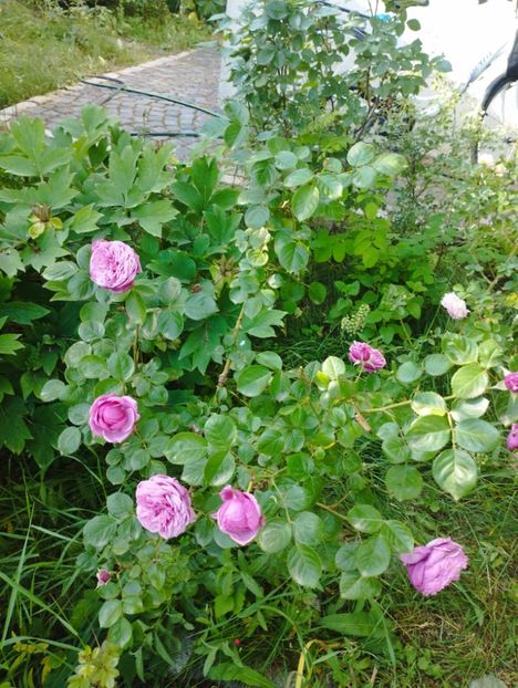  - Dourance ancien