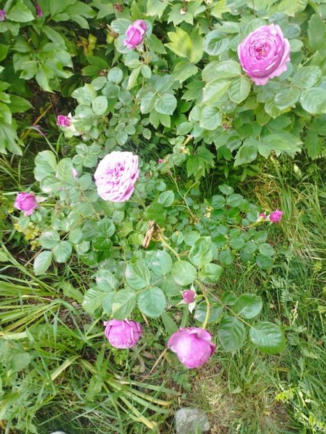  - Dourance ancien