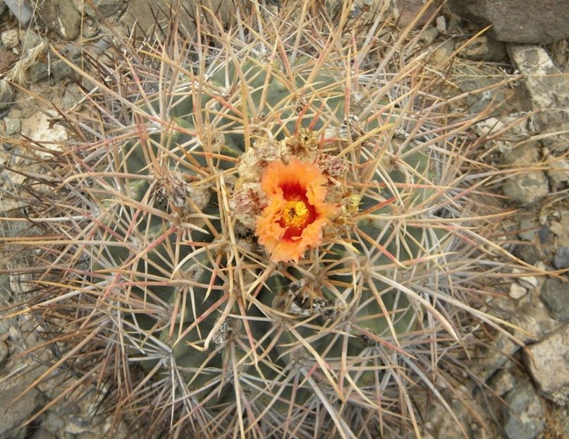  - Homalocephala Parryi