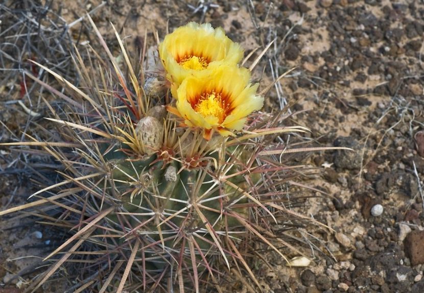  - Homalocephala Parryi