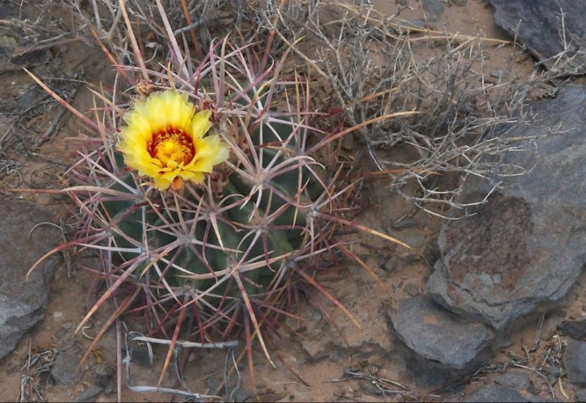  - Homalocephala Parryi