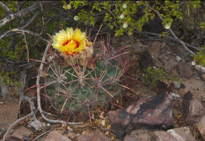  - Homalocephala Parryi