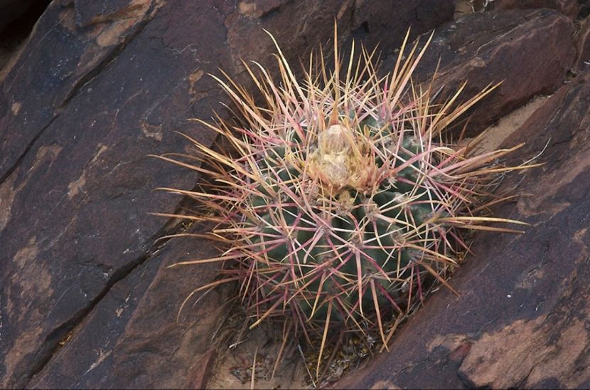  - Homalocephala Parryi