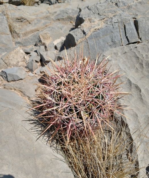  - Homalocephala Parryi