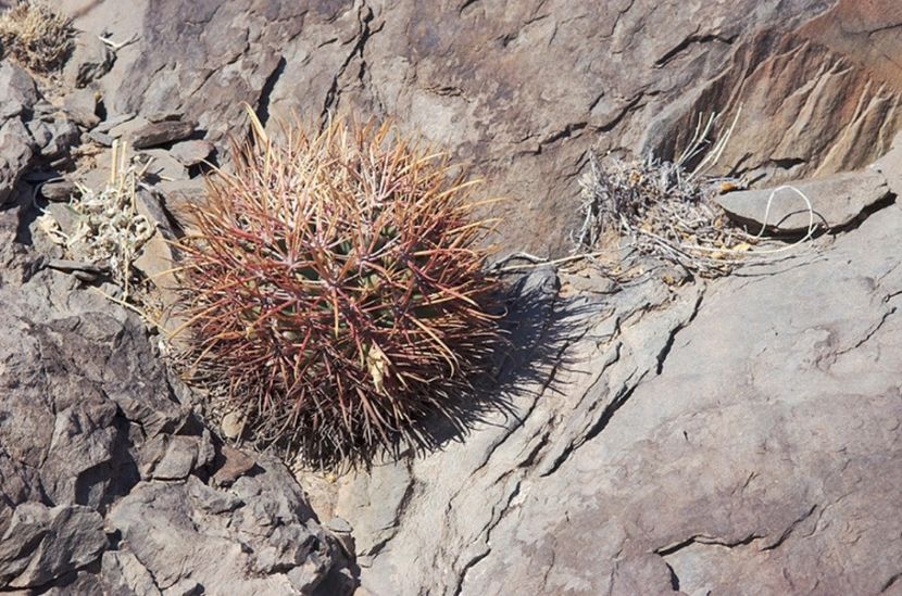  - Homalocephala Parryi