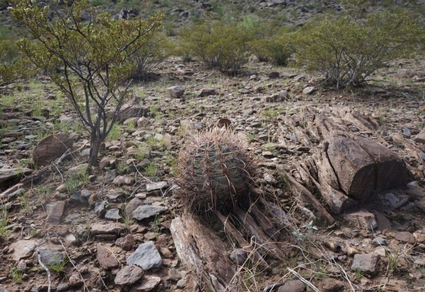  - Homalocephala Parryi