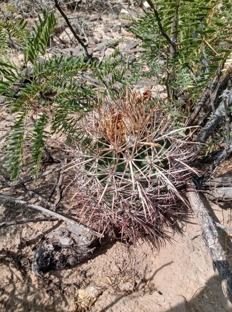  - Homalocephala Parryi