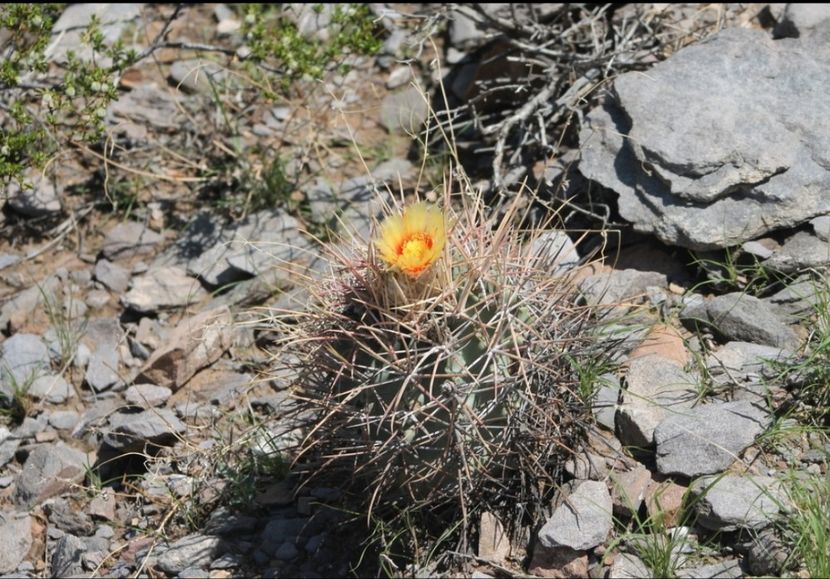  - Homalocephala Parryi