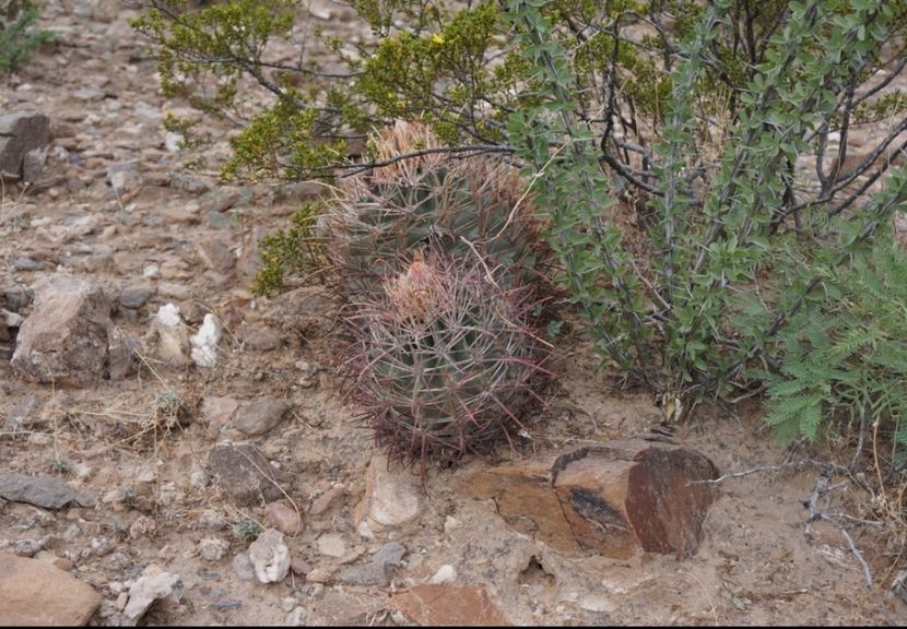  - Homalocephala Parryi