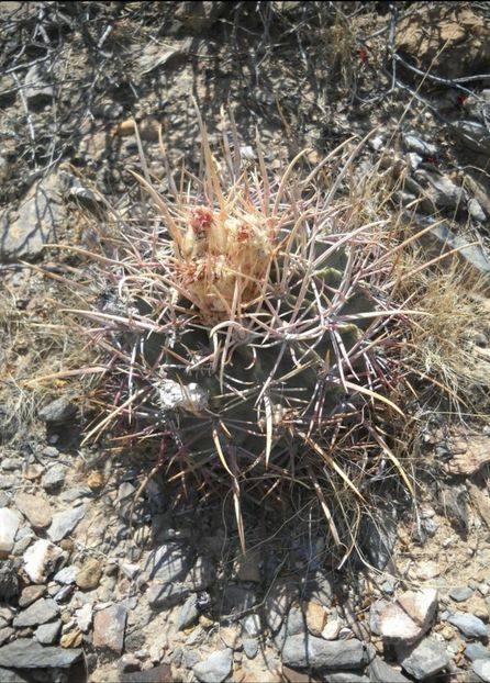  - Homalocephala Parryi