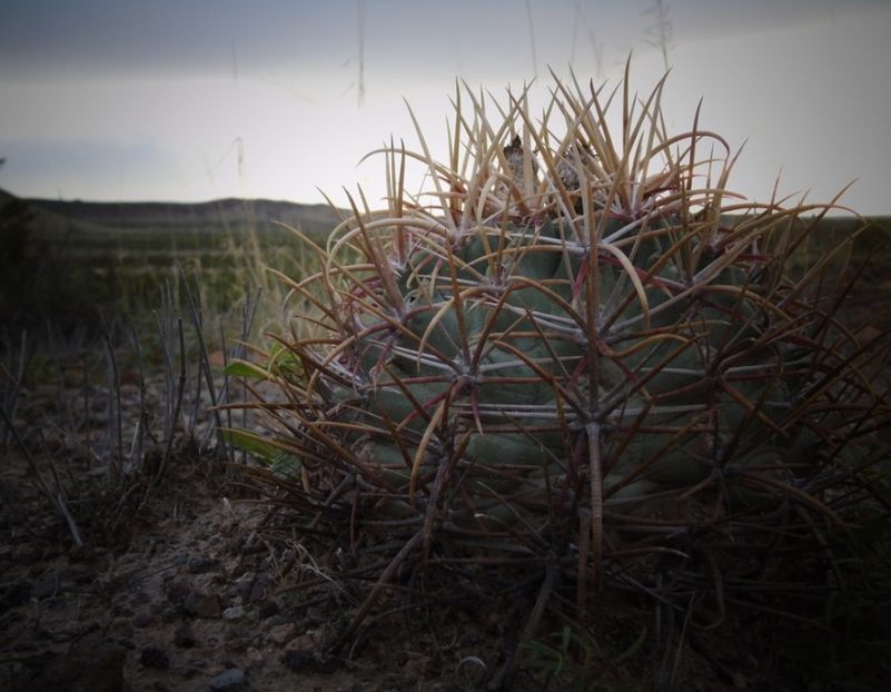  - Homalocephala Parryi