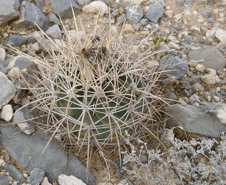  - Homalocephala Parryi