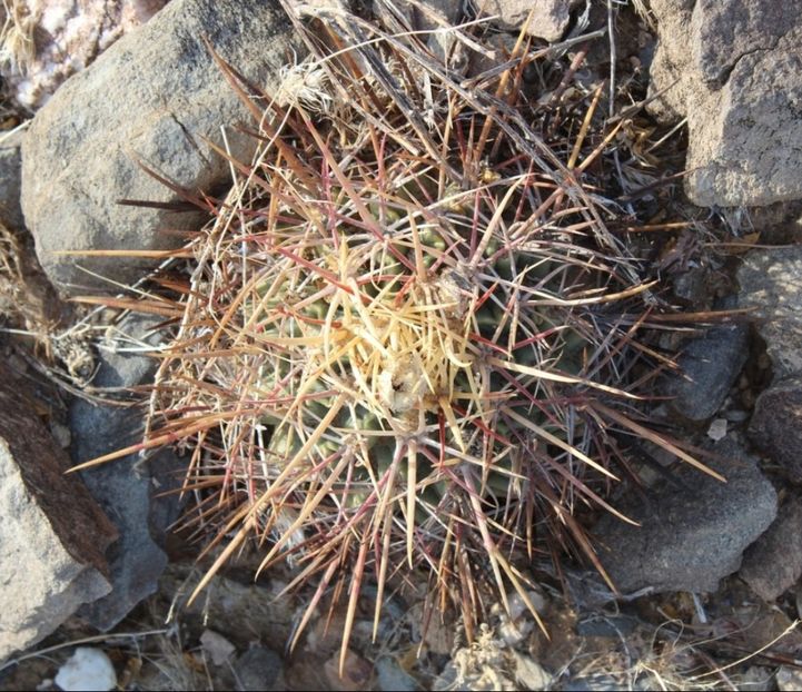  - Homalocephala Parryi