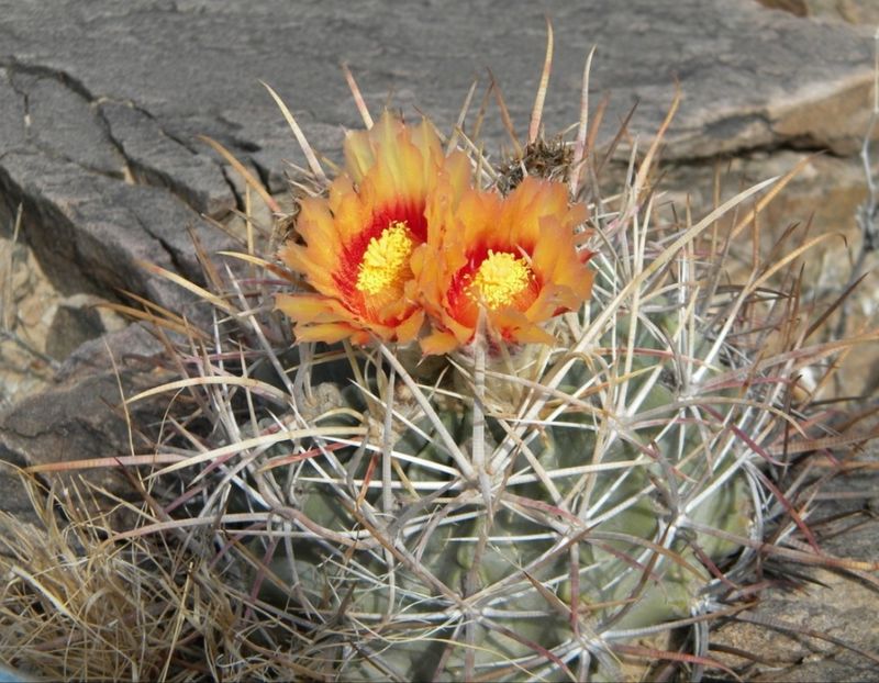  - Homalocephala Parryi