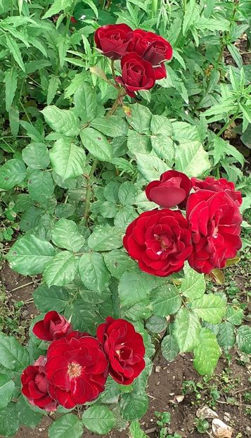 20240524_184700~2 - Lavaglut