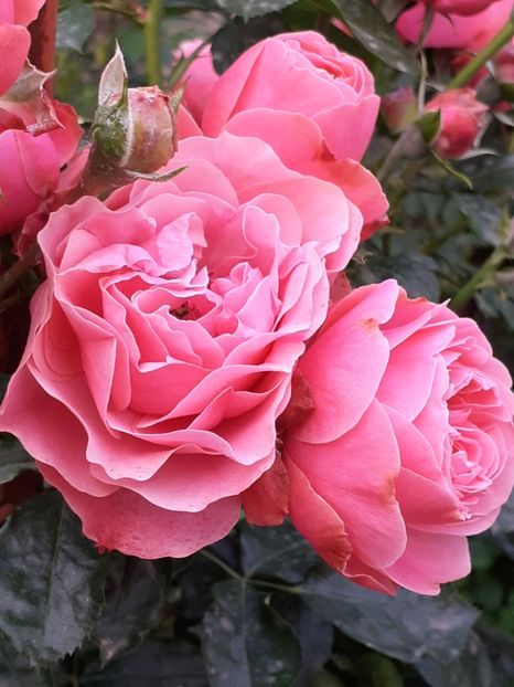  - Pink Leonardo 2021 - 2022 - 2023