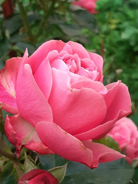  - Pink Leonardo 2021 - 2022 - 2023