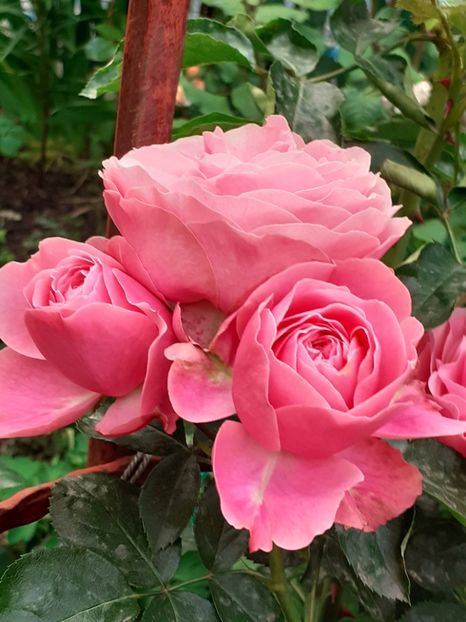  - Pink Leonardo 2021 - 2022 - 2023