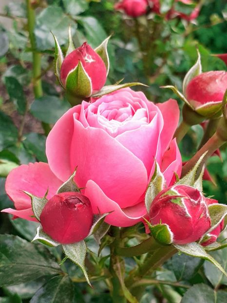 20240524_191048~2 - Pink Leonardo 2021 - 2022 - 2023