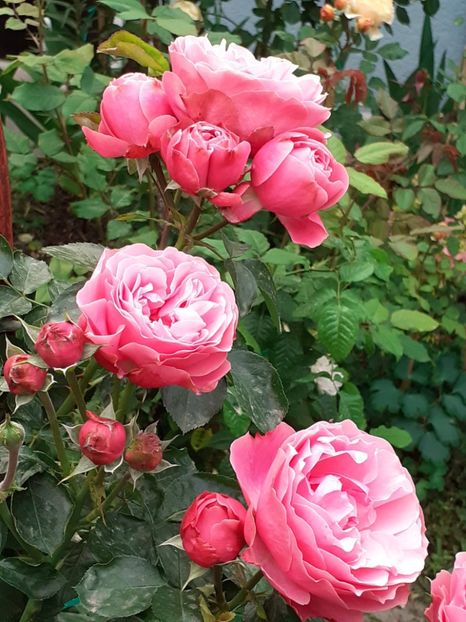  - Pink Leonardo 2021 - 2022 - 2023