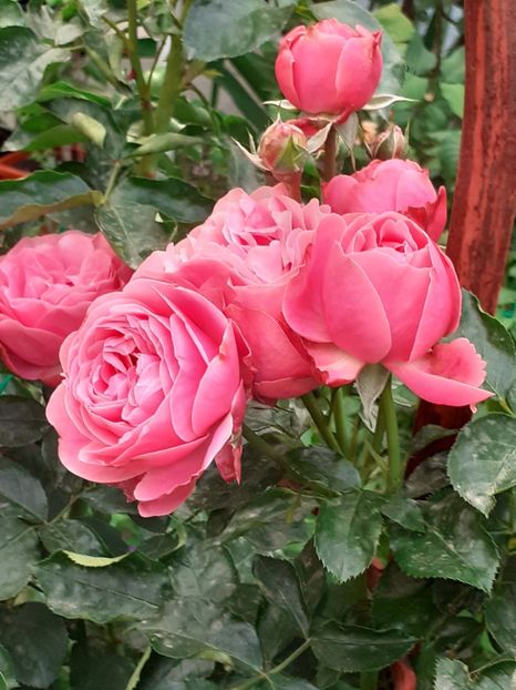 - Pink Leonardo 2021 - 2022 - 2023