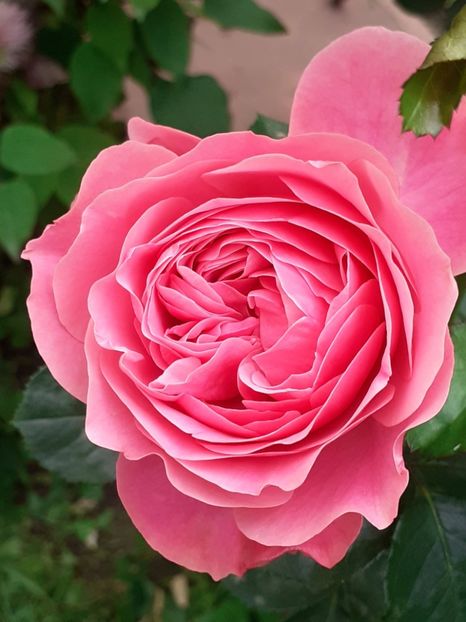  - Pink Leonardo 2021 - 2022 - 2023