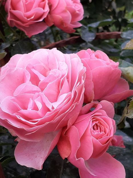  - Pink Leonardo 2021 - 2022 - 2023